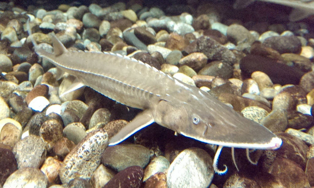 Shovelnose sturgeon